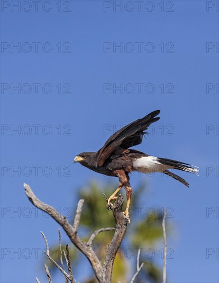 Harris Hawk