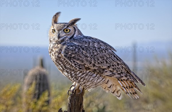 Great Horned Owl