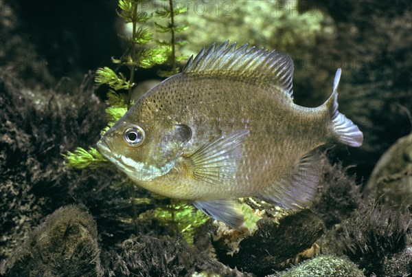 Bluegill