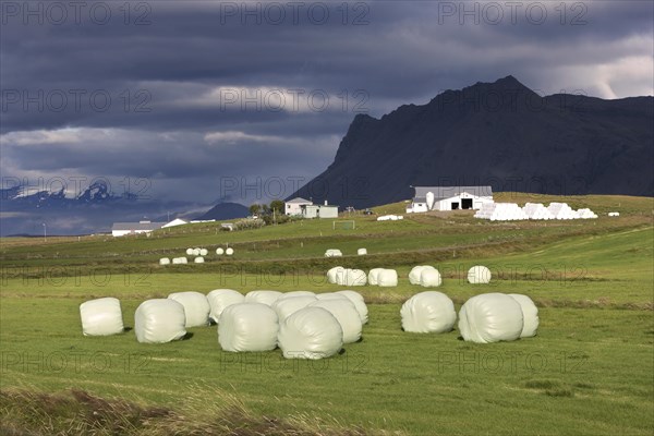 Hay Harvested and Wrapped for Moisture Control and Fermentation