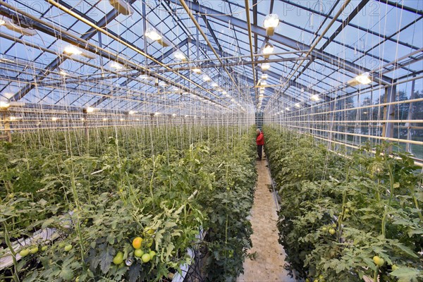Greenhouse Tomato Growing Supplementary High Pressure Sodium Vapor Lighting