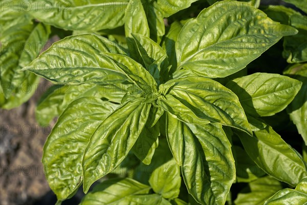 Basil Leaves