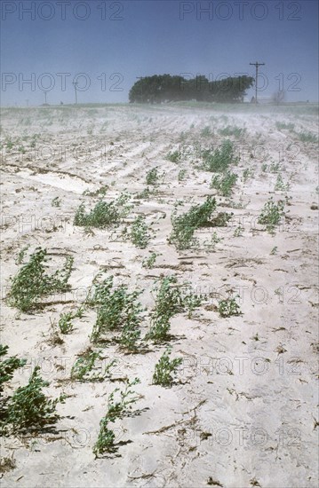 Dust Bowl