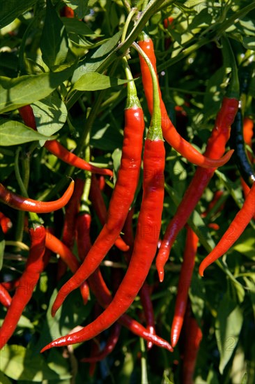 Growing Cayenne Peppers