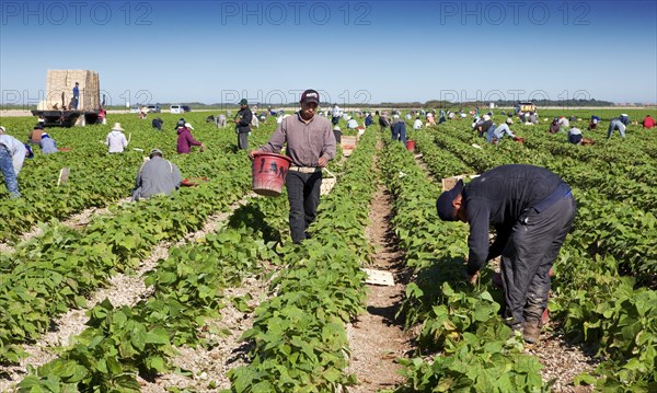 Picking Beans