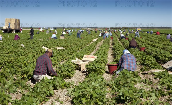 Picking Beans