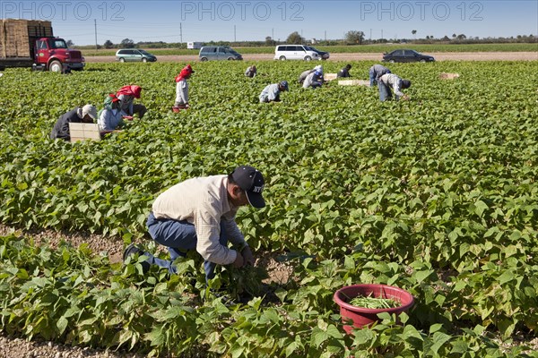 Picking Beans