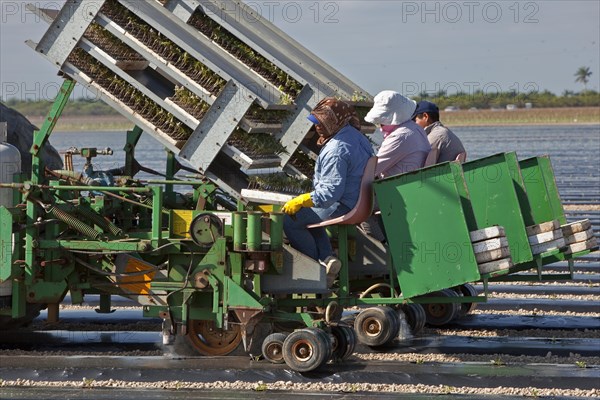 Migrant Labor Planting Tomatoes