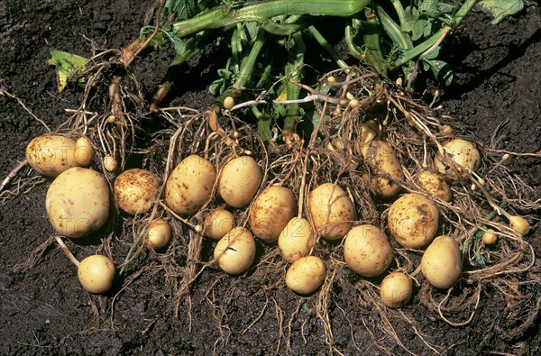 Unearthed Potatoes and Roots