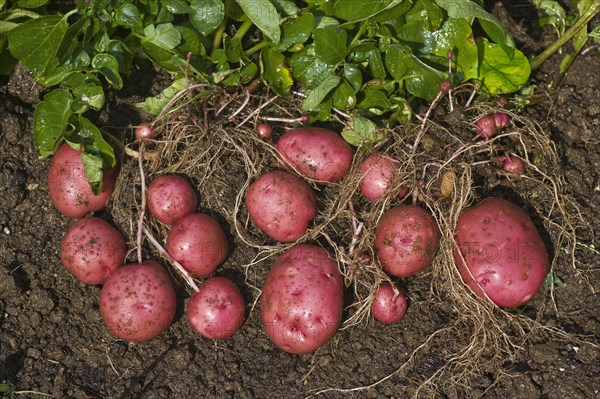 Red Potato Harvest