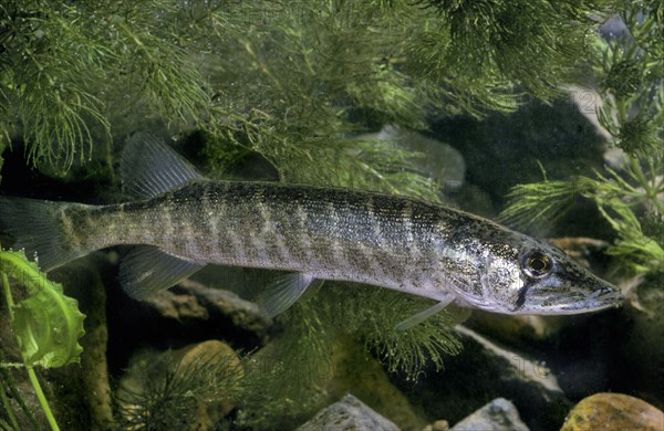 Chain Pickerel