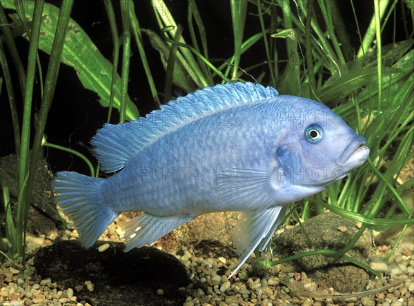 Cobalt Blue Zebra Fish