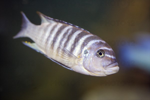 African Cichlid