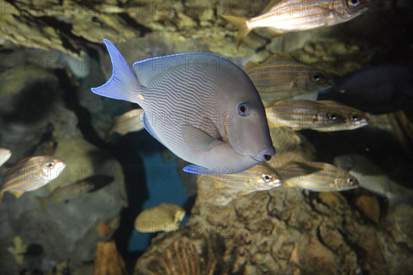 Atlantic Blue Tang