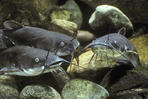 Brown Bullheads