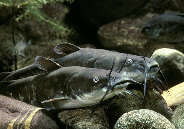 Brown Bullheads