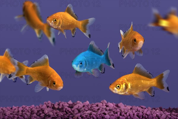 Blue Goldfish