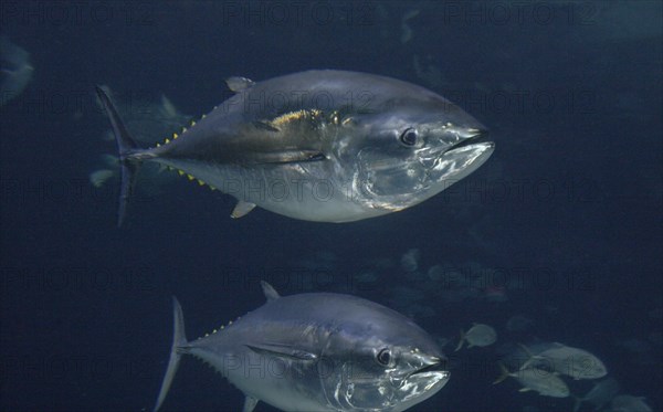 Yellowfin Tuna