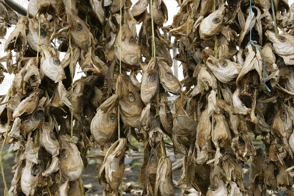 Drying Codfish Heads