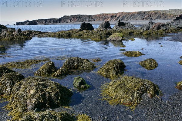 Rockweed & Sedimentary Rock