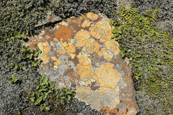 Lichen & Igneous Rock