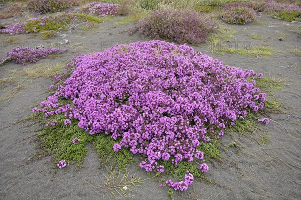 Wild Thyme