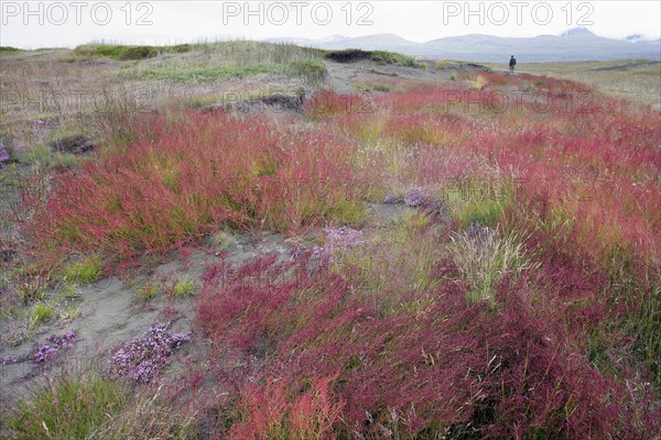 Sheep's Sorrel