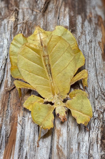 Leaf Insect