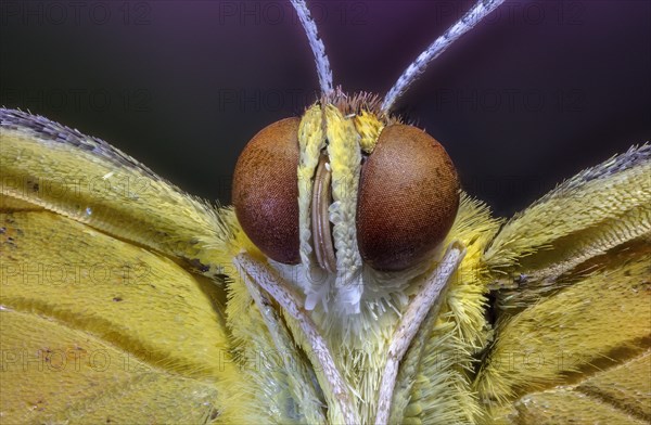 Sleepy Orange Butterfly