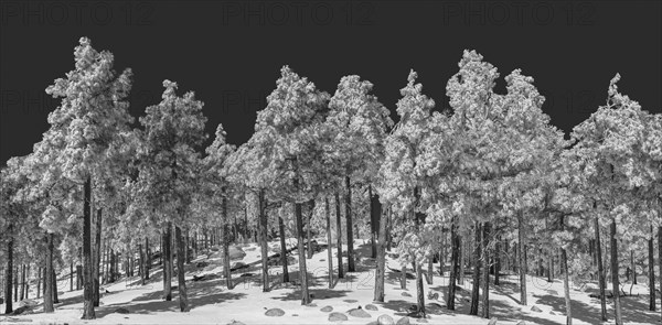 Pines in Snow