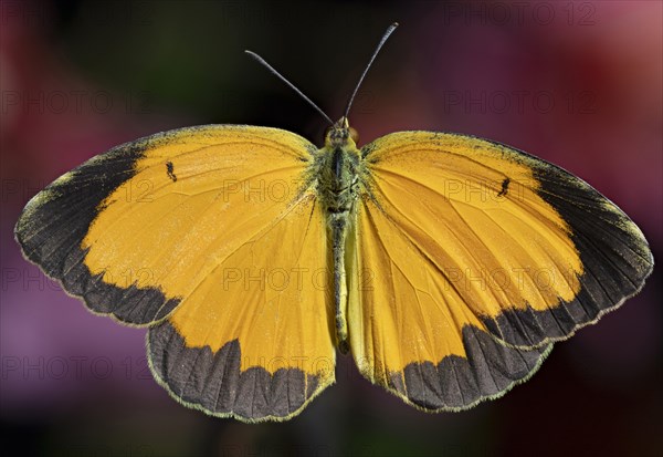 Sleepy Orange Butterfly