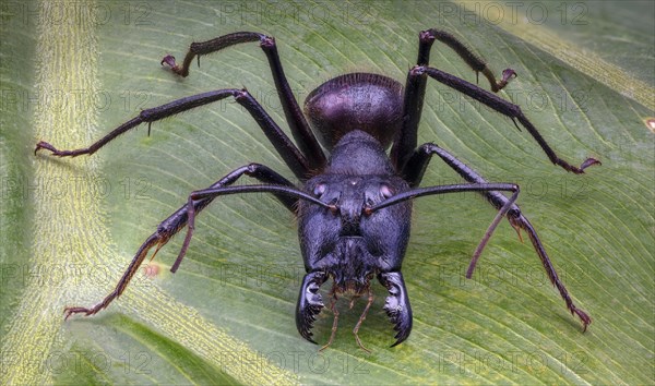 Giant Forest Ant