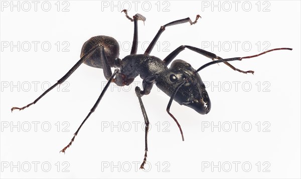 Giant Forest Ant