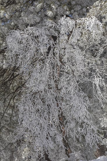 Fresh Snow in the Trees