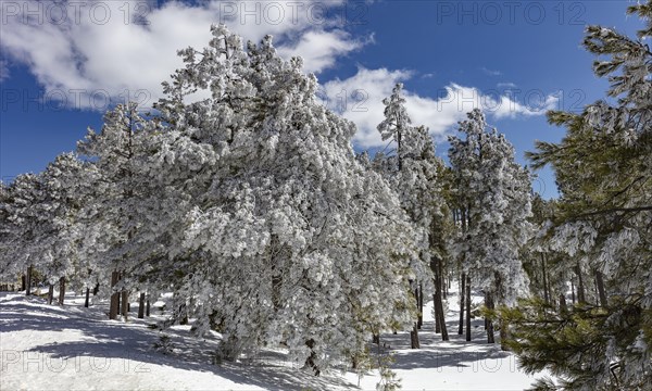 Pines in Snow