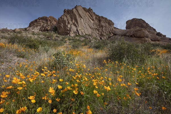 Mexican Poppies