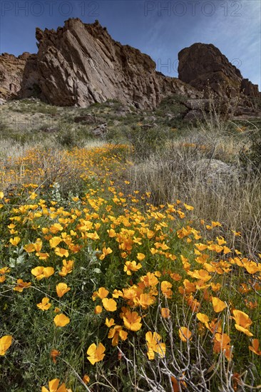 Mexican Poppies