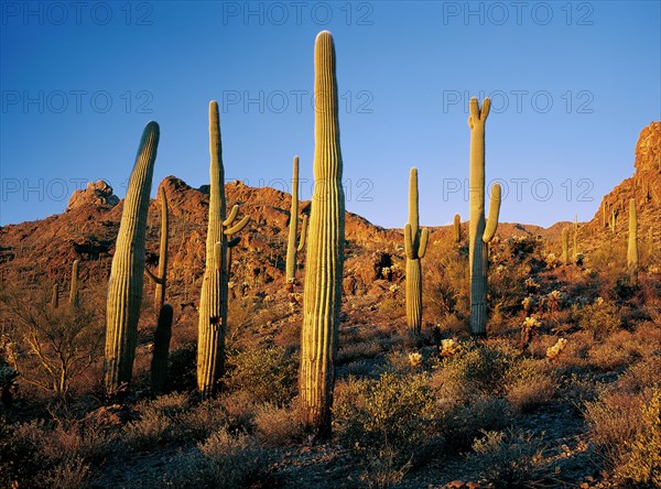 Saguaro West National Park