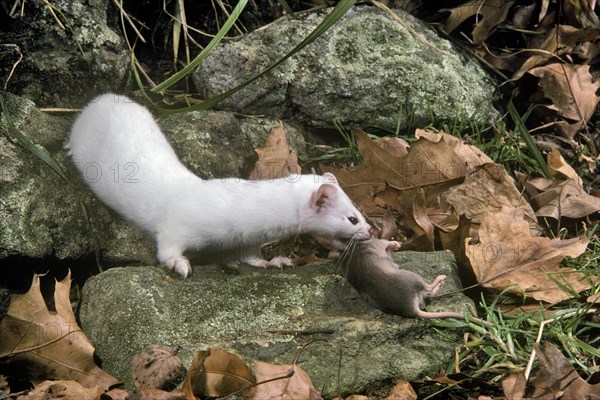 White Ermine