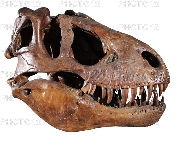 Dinosaur Skull