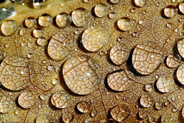 Water Droplets on Leaf