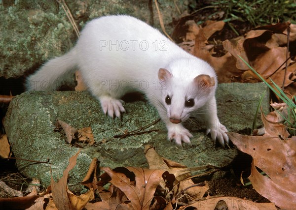 Albino Ermine