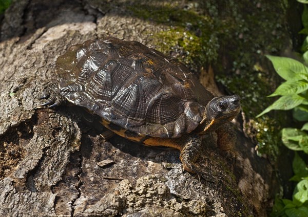 The Wood Turtle