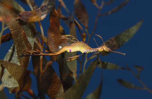 Weedy Sea Dragon