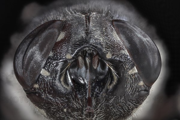 Botfly Face