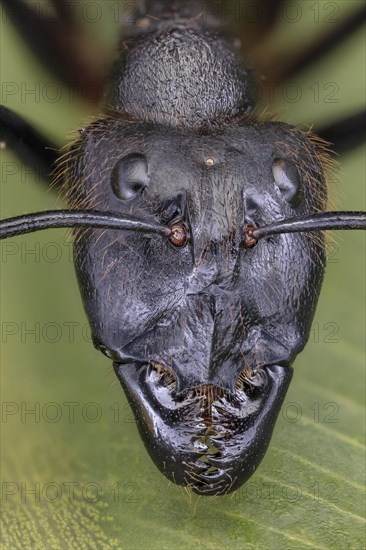 Giant Forest Ant