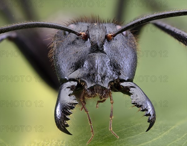 Giant Forest Ant