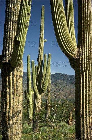 Saguaro Cactus