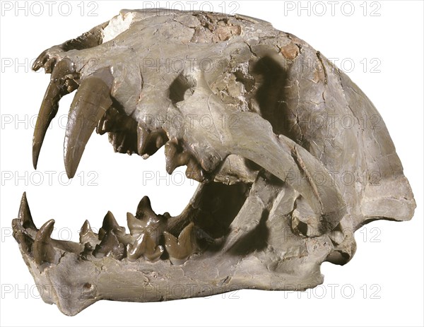 Saber Tooth Cat Skull