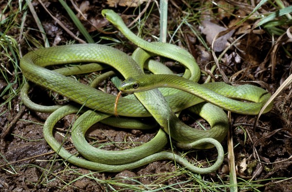 ROUGH GREEN SNAKES